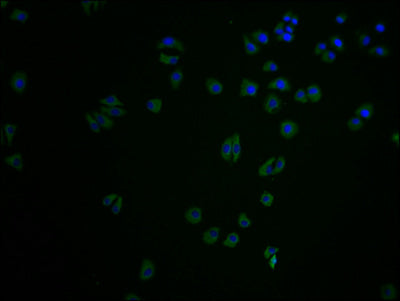 Immunofluorescence staining of HepG2 cells with CSB-PA005492LA11HU at 1:100, counter-stained with DAPI. The cells were fixed in 4% formaldehyde and blocked in 10% normal Goat Serum. The cells were then incubated with the antibody overnight at 4°C....