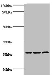 Western blot All lanes: Claudin-14 antibody at 4ug/ml Lane 1: Rat liver tissue Lane 2: Mouse kidney tissue Lane 3: Hela whole cell lysate Secondary Goat polyclonal to rabbit IgG at 1/10000 dilution Predicted band size: 26 kDa Observed band size: 2...