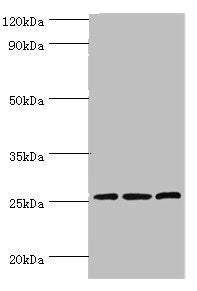 Western blot All lanes: Claudin-14 antibody at 4ug/ml Lane 1: Rat liver tissue Lane 2: Mouse kidney tissue Lane 3: Hela whole cell lysate Secondary Goat polyclonal to rabbit IgG at 1/10000 dilution Predicted band size: 26 kDa Observed band size: 2...