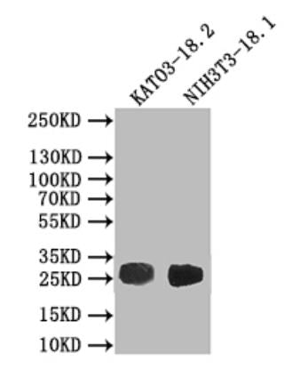Western blot All lanes: CLDN18 antibody IgG at 3.07ug/ml + Rat heart tissue Secondary Goat polyclonal to rabbit IgG at 1/10000 dilution Predicted band size: 28 kDa Observed band size: 28 kDa