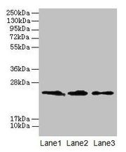 Western blot All lanes: CLDN20 antibody at 4µg/ml Lane 1: A549 whole cell lysate Lane 2: HepG2 whole cell lysate Lane 3: PC-3 whole cell lysate Secondary Goat polyclonal to rabbit IgG at 1/10000 dilution Predicted band size: 24 kDa Observed band s...