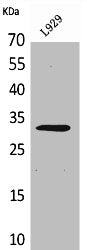 Western Blot analysis of L929 cells using KLF13 Polyclonal Antibody