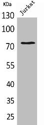 Western Blot analysis of Jurkat cells using c-Myb Polyclonal Antibody