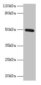 Western blot All lanes: CLEC18A antibody at 2µg/ml + Mouse stomach tissue Secondary Goat polyclonal to rabbit IgG at 1/10000 dilution Predicted band size: 50, 12 kDa Observed band size: 50 kDa