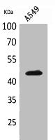 Western Blot analysis of A549 cells using Cytokeratin 19 Polyclonal Antibody.