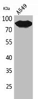 Western Blot analysis of A549 cells using CD10 Polyclonal Antibody.