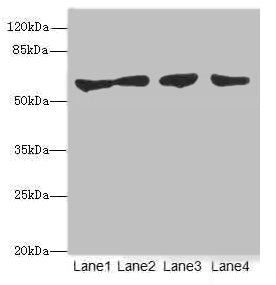 Western blot All lanes: CLK1antibody at 3.07ug/ml Lane 1: HepG2 whole cell lysate Lane 2: Jurkat whole cell lysate Lane 3: U251 whole cell lysate Lane 4: A549 whole cell lysate Secondary Goat polyclonal to rabbit IgG at 1/10000 dilution Predicted...