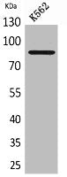 Western Blot analysis of K562 cells using MPO Polyclonal Antibody.