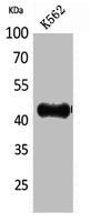 Western Blot analysis of K562 cells using Fractalkine Polyclonal Antibody.