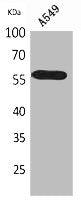 Western Blot analysis of A549 cells using ALDH2 Polyclonal Antibody.