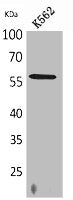 Western Blot analysis of K562 cells using RUNX2 Polyclonal Antibody.