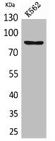Western Blot analysis of K562 cells using MMP-9 Polyclonal Antibody.