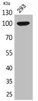 Western Blot analysis of 293 cells using Autotaxin Polyclonal Antibody.