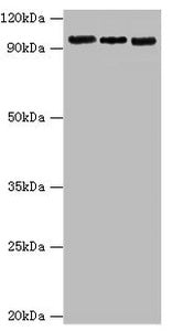 Western blot All lanes: Circadian locomoter output cycles protein kaput antibody at 6ug/ml Lane 1: Hela whole cell lysate Lane 2: NIH/3T3 whole cell lysate Lane 3: 293T whole cell lysate Secondary Goat polyclonal to rabbit IgG at 1/10000 dilution...