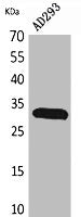 Western Blot analysis of AD293 cells using Bag-1 Polyclonal Antibody.