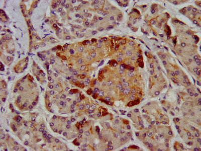 IHC image of CSB-PA005578LA01HU diluted at 1:400 and staining in paraffin-embedded human pancreatic tissue performed on a Leica BondTM system. After dewaxing and hydration, antigen retrieval was mediated by high pressure in a citrate buffer (pH 6....