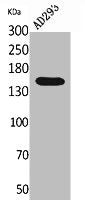 Western Blot analysis of AD293 cells using NTE Polyclonal Antibody.