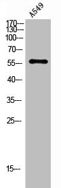 Western Blot analysis of A549 cells using Ang-1 Polyclonal Antibody