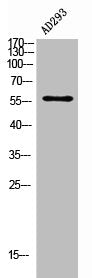 Western Blot analysis of 293 cells using IFN-αR2 Polyclonal Antibody