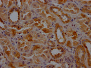 IHC image of CSB-PA005593LA01HU diluted at 1:200 and staining in paraffin-embedded human kidney tissue performed on a Leica BondTM system. After dewaxing and hydration, antigen retrieval was mediated by high pressure in a citrate buffer (pH 6.0)....