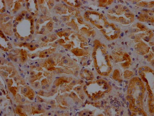 IHC image of CSB-PA005593LA01HU diluted at 1:200 and staining in paraffin-embedded human kidney tissue performed on a Leica BondTM system. After dewaxing and hydration, antigen retrieval was mediated by high pressure in a citrate buffer (pH 6.0)....