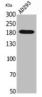 Western Blot analysis of AD293 cells using Macroglobulin α-2 Polyclonal Antibody.