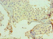 Immunohistochemistry of paraffin-embedded human testis tissue using CSB-PA005599ESR1HU at dilution of 1:100