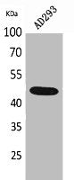 Western Blot analysis of AD293 cells using SCYL1BP1 Polyclonal Antibody.
