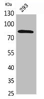 Western Blot analysis of 293 cells using MCM7 Polyclonal Antibody.