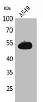 Western Blot analysis of A549 cells using Annexin VII Polyclonal Antibody.