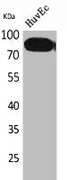 Western Blot analysis of HuvEc cells using CD71 Polyclonal Antibody.