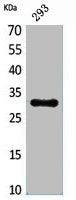 Western Blot analysis of 293 cells using CGREF1 Polyclonal Antibody.