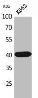 Western Blot analysis of K562 cells using Connexin-40 Polyclonal Antibody.