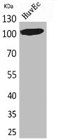 Western Blot analysis of HuvEc cells using NFATc1 Polyclonal Antibody.