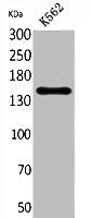 Western Blot analysis of K562 cells using RFC1 Polyclonal Antibody.