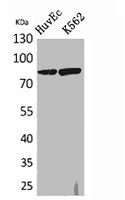 Western Blot analysis of HuvEc, K562 cells using 17β-HSD4 Polyclonal Antibody.