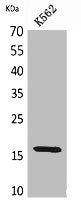 Western Blot analysis of K562 cells using CRBP II Polyclonal Antibody.