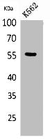 Western Blot analysis of K562 cells using Glut5 Polyclonal Antibody.
