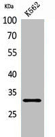 Western Blot analysis of K562 cells using VDAC1 Polyclonal Antibody.