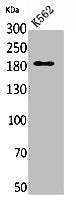 Western Blot analysis of K562 cells using CD169 Polyclonal Antibody.