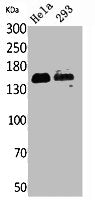 Western Blot analysis of HeLa, 293 cells using CD148 Polyclonal Antibody.