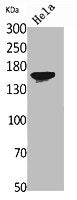 Western Blot analysis of HeLa cells using Jagged1 Polyclonal Antibody.