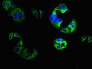 Immunofluorescence staining of HepG2 cells with CSB-PA005642LA01HU at 1:133, counter-stained with DAPI. The cells were fixed in 4% formaldehyde, permeabilized using 0.2% Triton X-100 and blocked in 10% normal Goat Serum. The cells were then incuba...