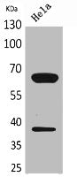 Western Blot analysis of HeLa cells using DNAM-1 Polyclonal Antibody.