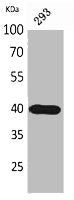 Western Blot analysis of 293 cells using CD294 Polyclonal Antibody.