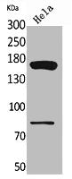 Western Blot analysis of HeLa cells using CD163b Polyclonal Antibody.