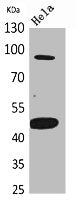 Western Blot analysis of HeLa cells using Inhibin β-B Polyclonal Antibody.