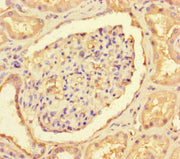 Immunohistochemistry of paraffin-embedded human kidney tissue using CSB-PA005663LA01HU at dilution of 1:100