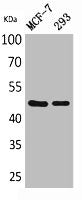 Western Blot analysis of MCF-7, 293 cells using Inhibin β-A Polyclonal Antibody.
