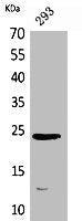 Western Blot analysis of 293 cells using MDA-7 Polyclonal Antibody.